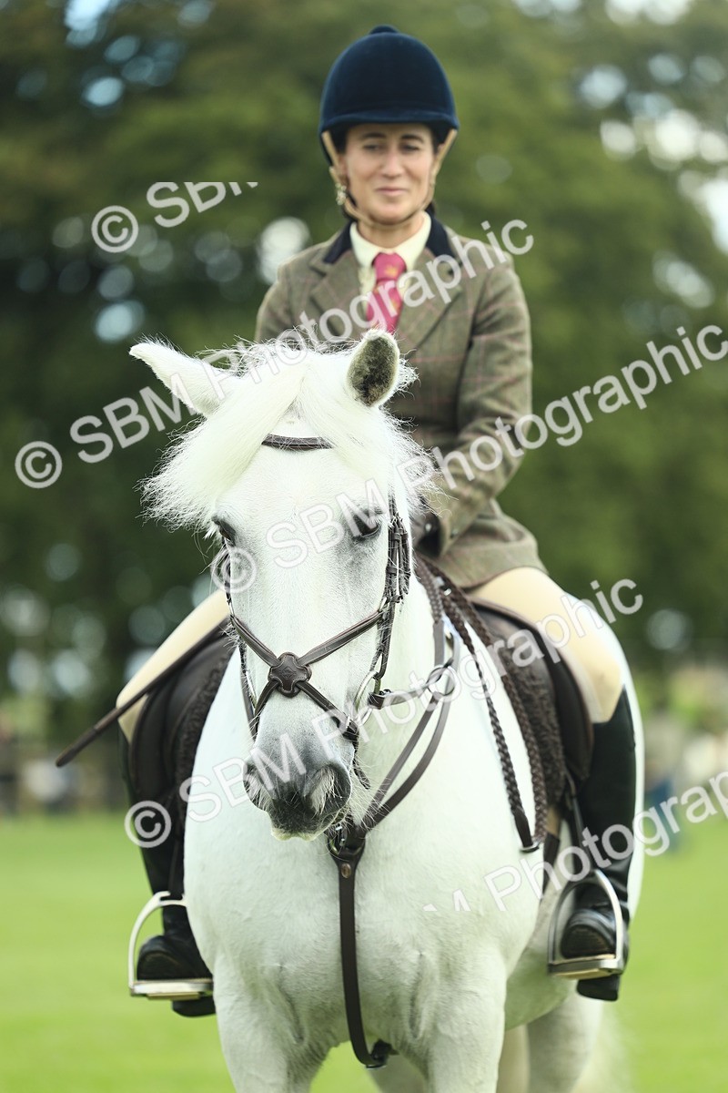 SBM_42176 - S29 - Novice & Newcomers Working Hunter Pony
