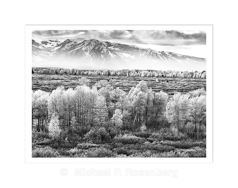Spring Aspens and the Grand Teton Range, WY - Yellowstone and Grand Tetons