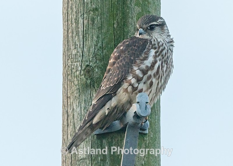 Astland Photography, Bird and Wildlife Images, Susan and Peter Wilson, U.K.