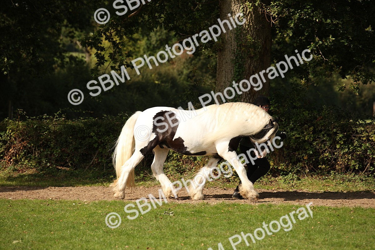 SBM_61177 - S54 - Show Cob In Hand