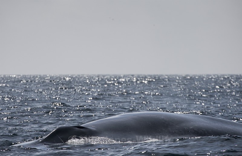 Blue Whale, Pico Island, Azores - WHALES & DOLPHINS ( PICO, AZORES MAY 2013 & 2014 )