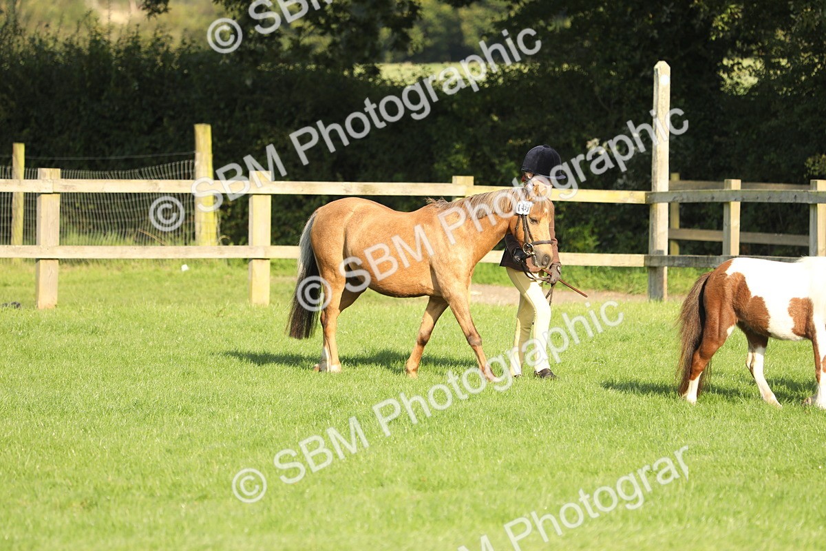 SBM_60794 - S43 - Coloured Pony In Hand
