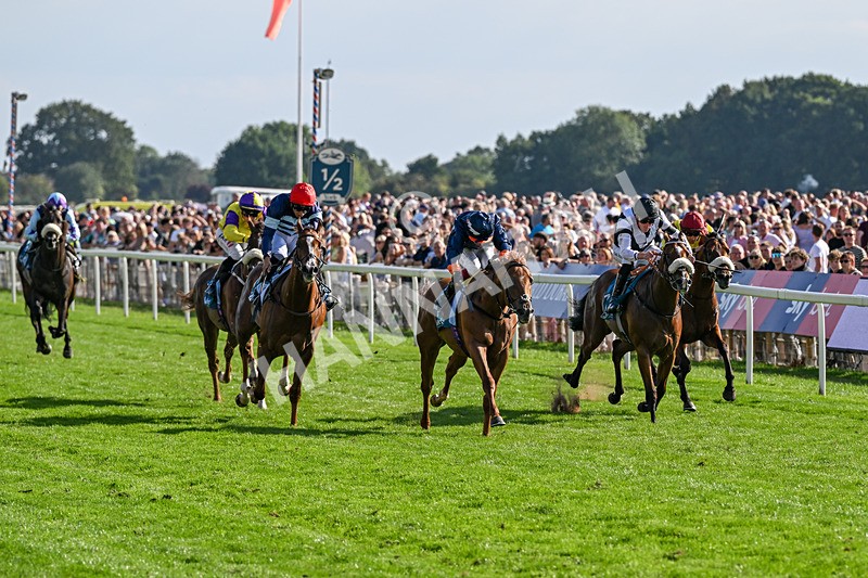 220826-Race 6-Sale Shark-1531 - Race 6 16.45pm Julia Graves Roses Stakes