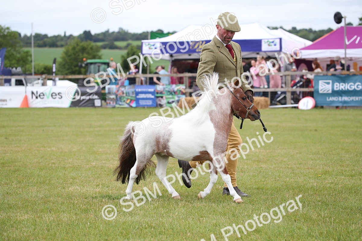 SBM_03779 - Class 23-25 - British Miniature Horse of the Year