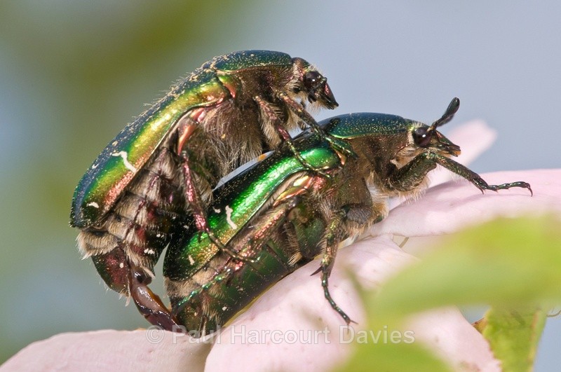  - Bugs: Macro insects