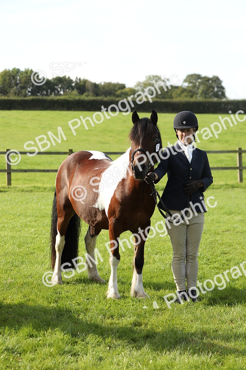 SBM_60975 - S43 - Coloured Pony In Hand