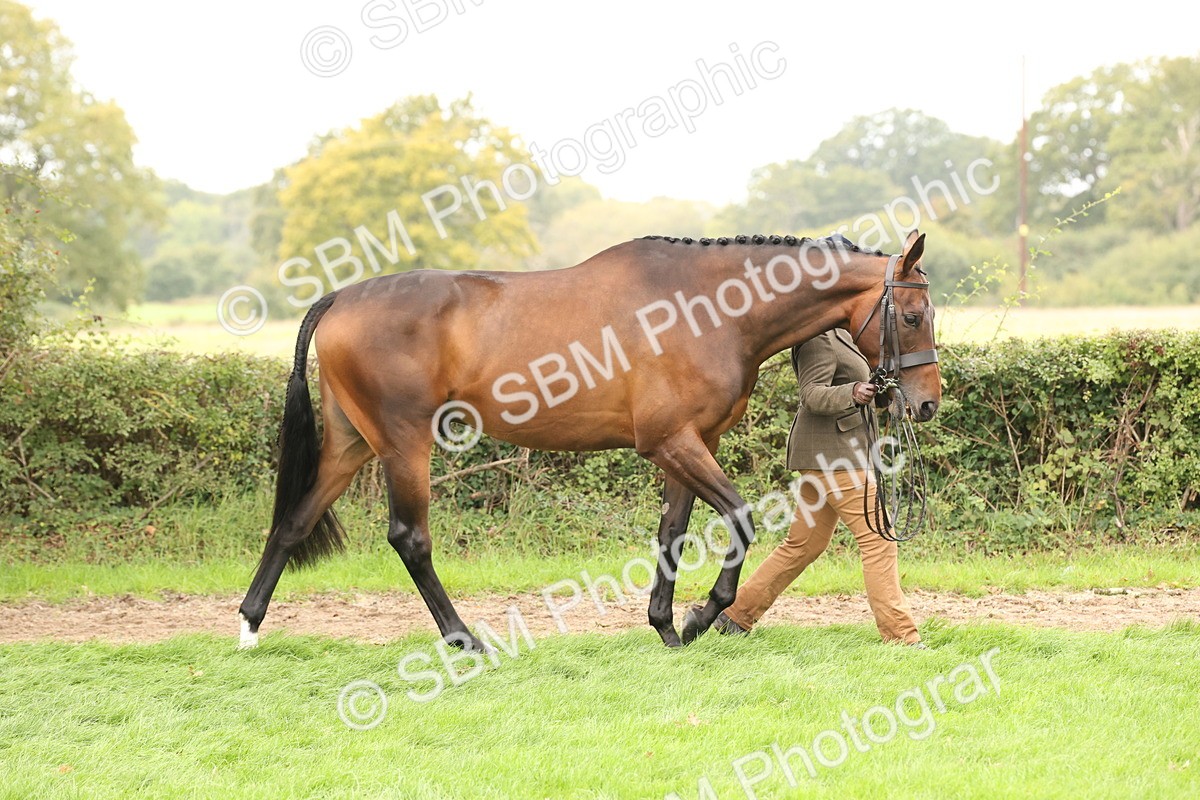 SBM_60822 - In Hand Horse Supreme Championship