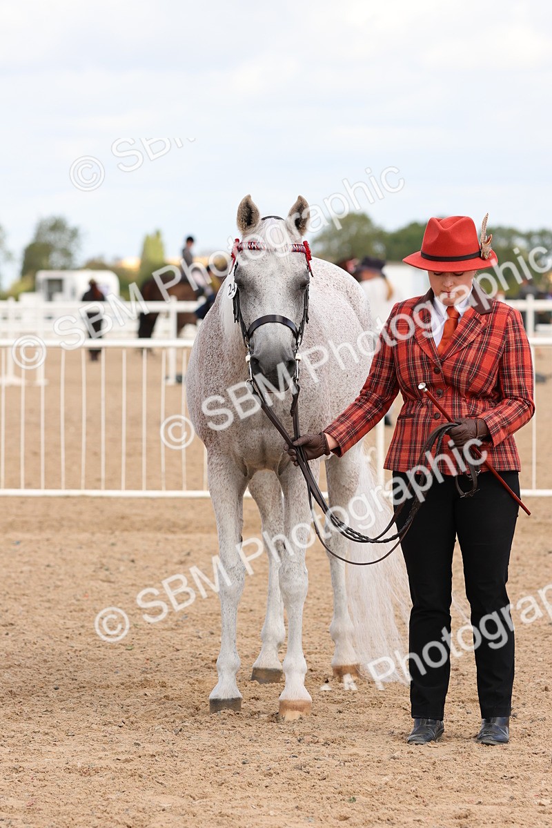 SBM_11758 - Class 208 - IH Veteran Horse