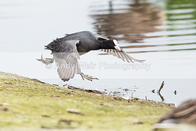 20140503-3K8A0792 - Rails & Coots