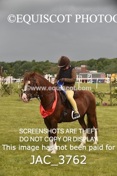 JAC_3762 - 75CM WORKING HUNTER