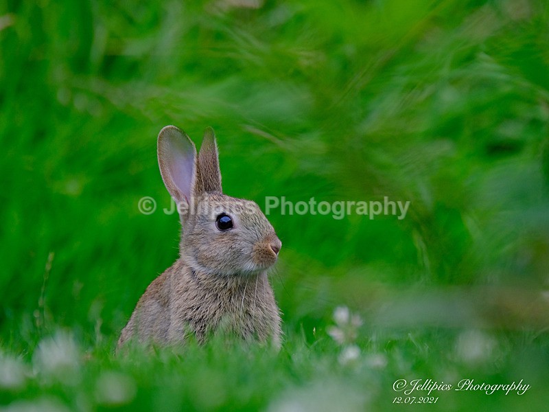  - Wildlife and Nature