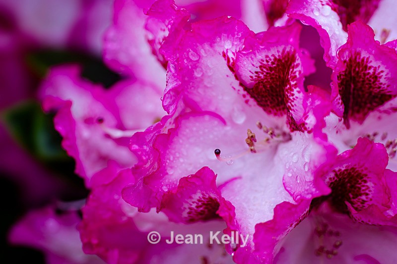 Rhododendron - DSC_8651 - Pink