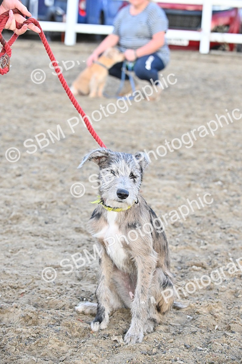 SBM_09612 - Lorry Dogs