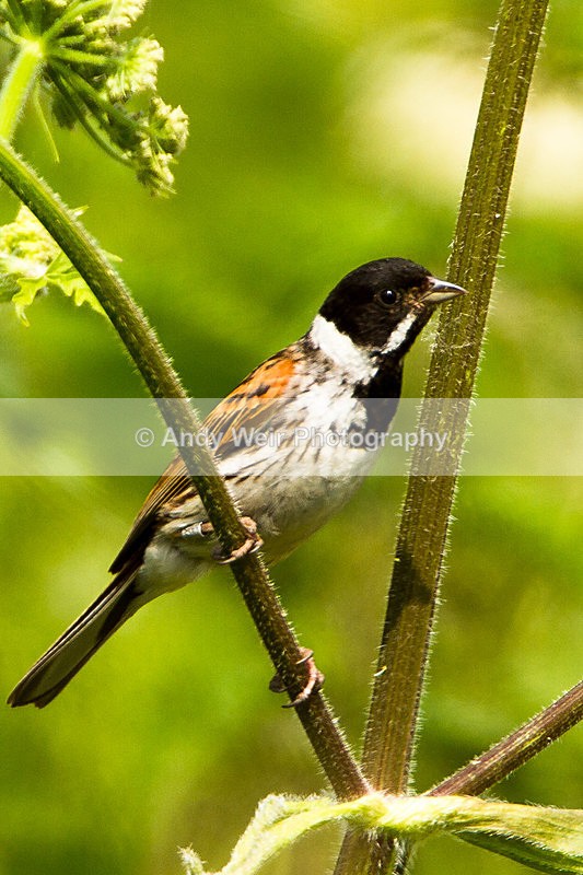 20130706-_MG_4838 - Buntngs