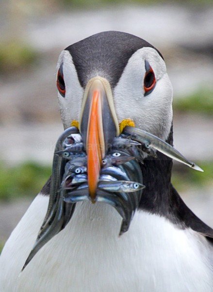 Puffin with Sand eels - Dave Softley