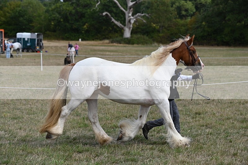 WJ6_6550 - Class 20 In-hand Cob