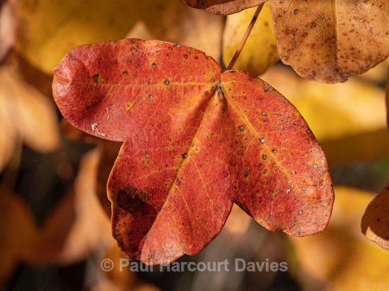Montpellier maple (Acer monspessulanum) - Autumn Colours 2020
