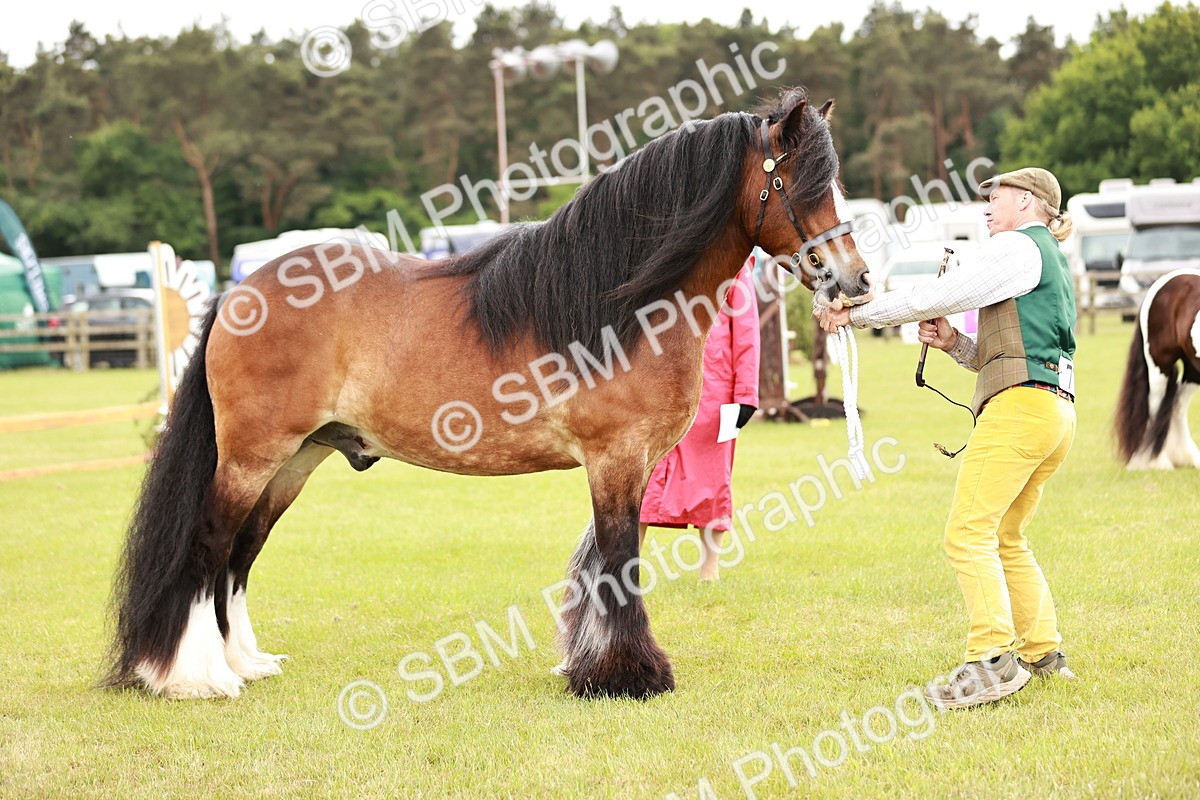 SBM_06044 - Class 39-41 TGCA In Hand and Ridden