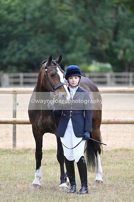 WJ7_9801 - Class 5a Most Handsome Gelding (above 14.2hh)