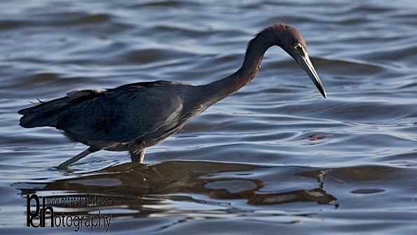 Heron-1-0520 - Natural World Birds