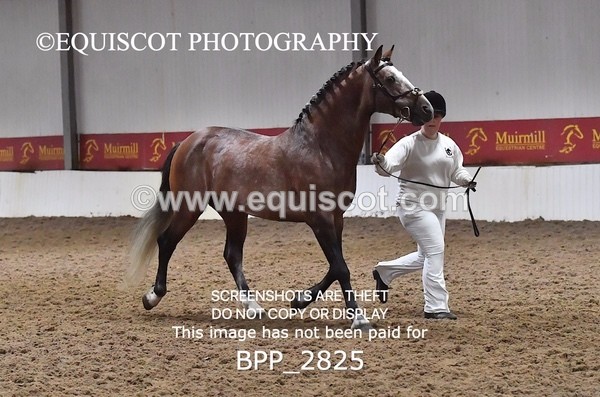 BPP_2825 - LOOSE JUMPING / SPSS