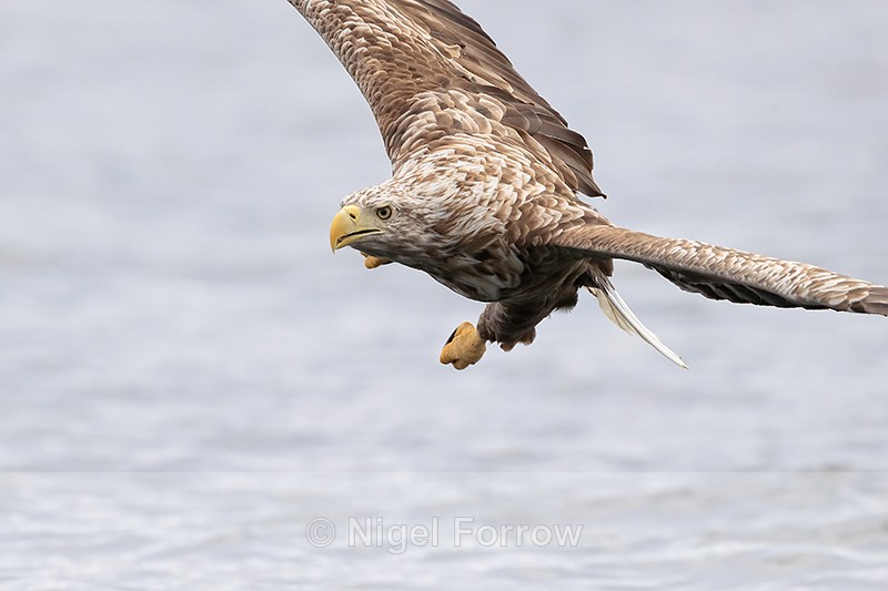 White-tailed Sea-Eagle manoeuvring for fish grab, close view, Norway - White-tailed Sea-Eagle
