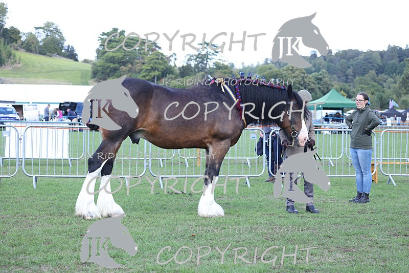 APP_3445 - Class 6 Young Handlers