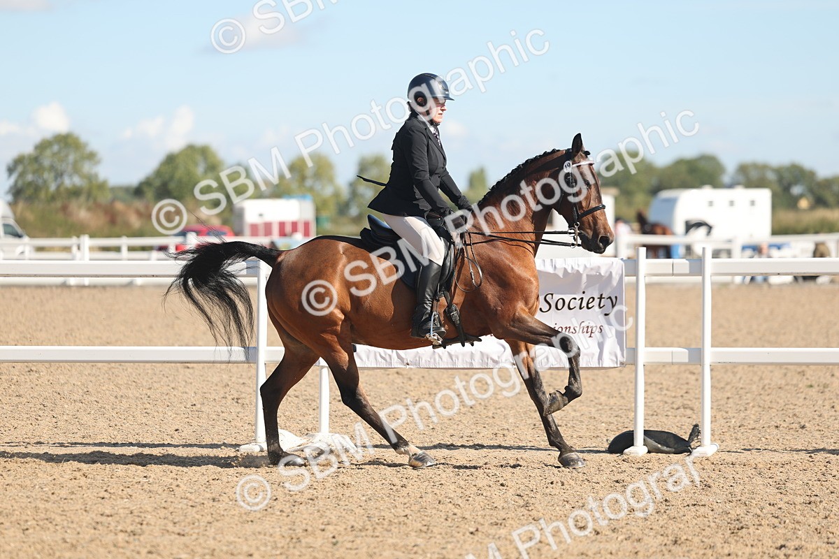 SBM_13028 - Class 305 - Ridden Foreign Breed Pure Bred