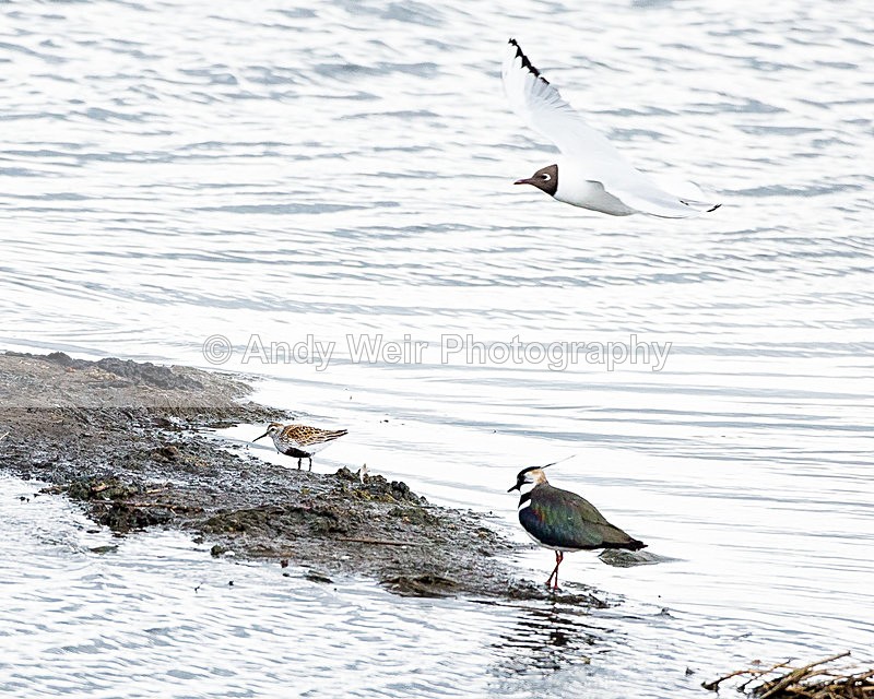 20140417-3K8A0162 - Lapwing