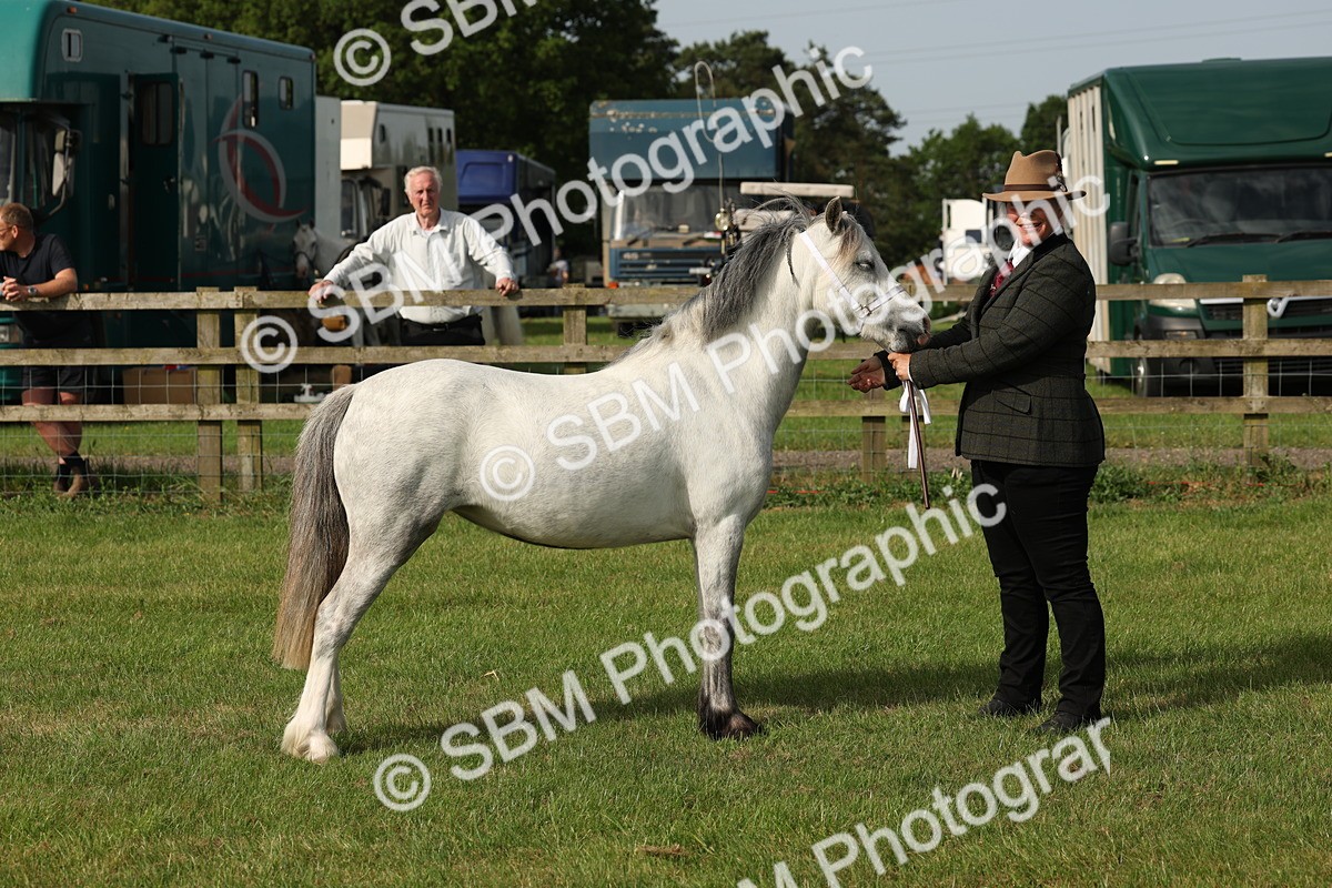 SBM_00566 - Class 6-13 - Mountatin and Moorland In Hand Welsh Breeds