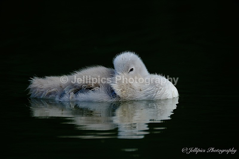  - Wildlife and Nature