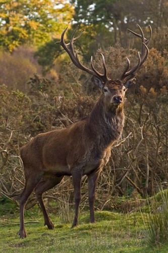 Monarch Stag - Animals/ Wildlife
