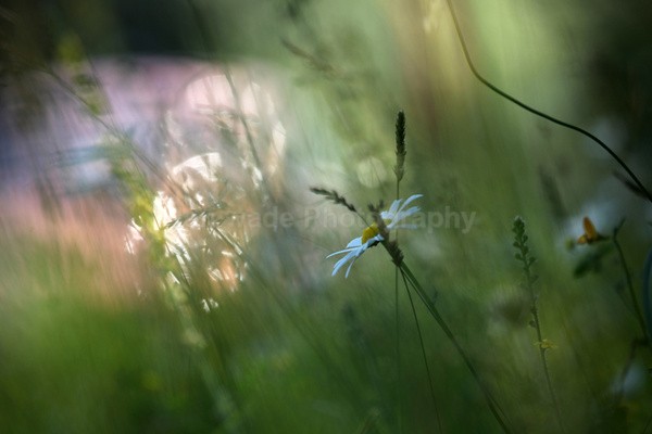  - Wild Flowers,  plants & Fungus photography, Great Britain