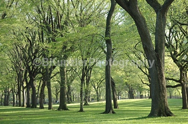  - Central Park Springtime