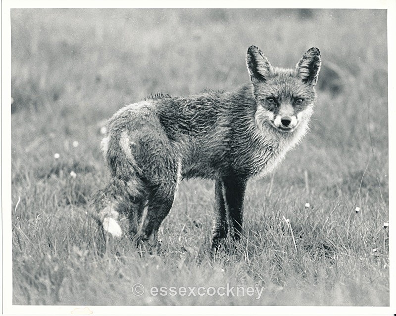  - Local residents of the hairy kind Benfleet and Essex