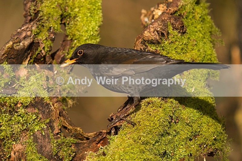 20120218-_MG_8969 - Thrushes