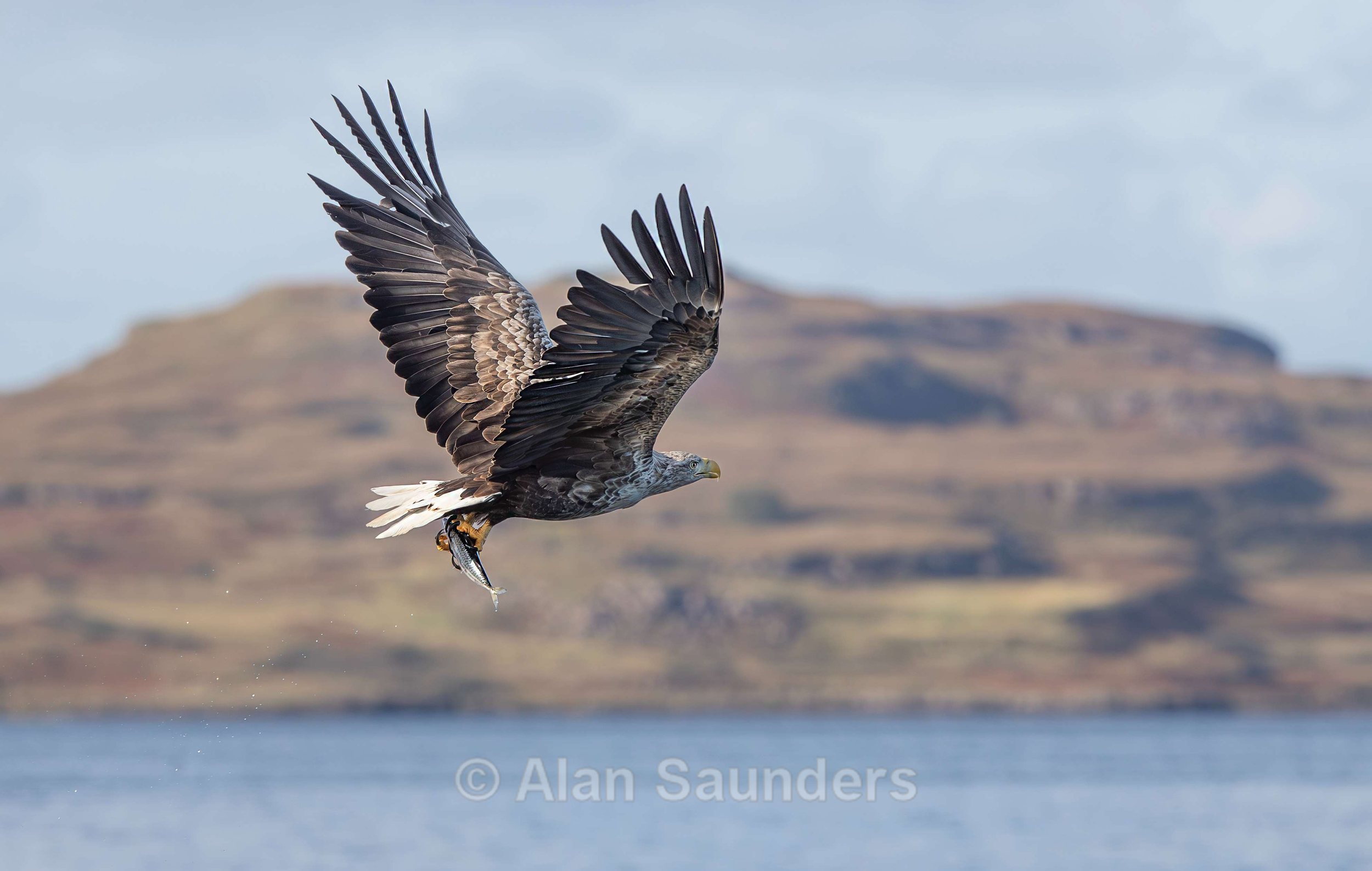 White Tailed Eagle 97