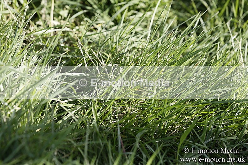 PtP 250317 172 - V.W.H. Hunt Point-to-Point Siddington 25/03/17