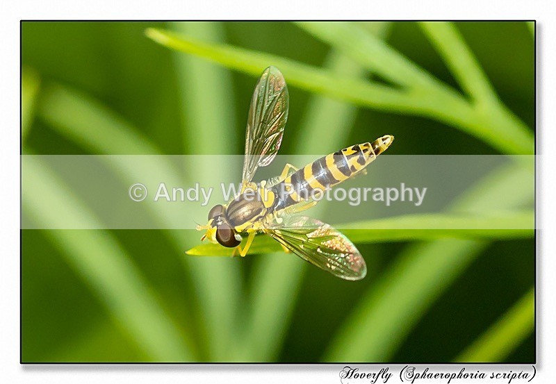 190712-untitled-1L4A2401-Edit - Insects