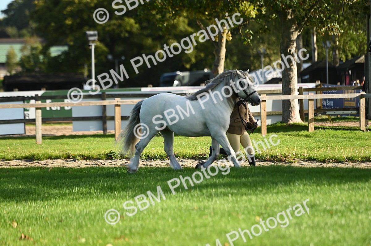 SBM_14715 - S1 - TSR in Hand Horse & Pony Showing