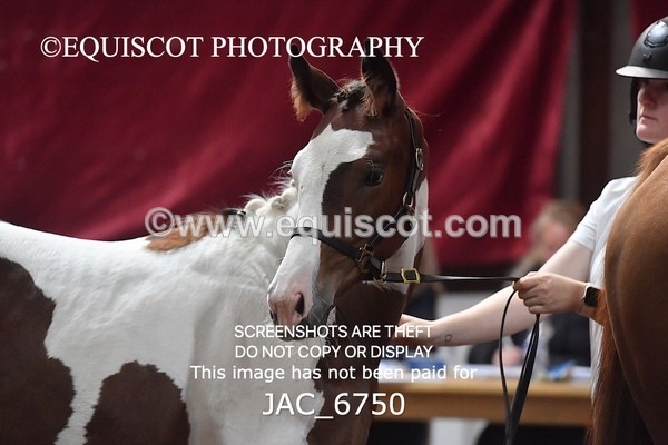 JAC_6750 - 15 Ziggy of Westoak
