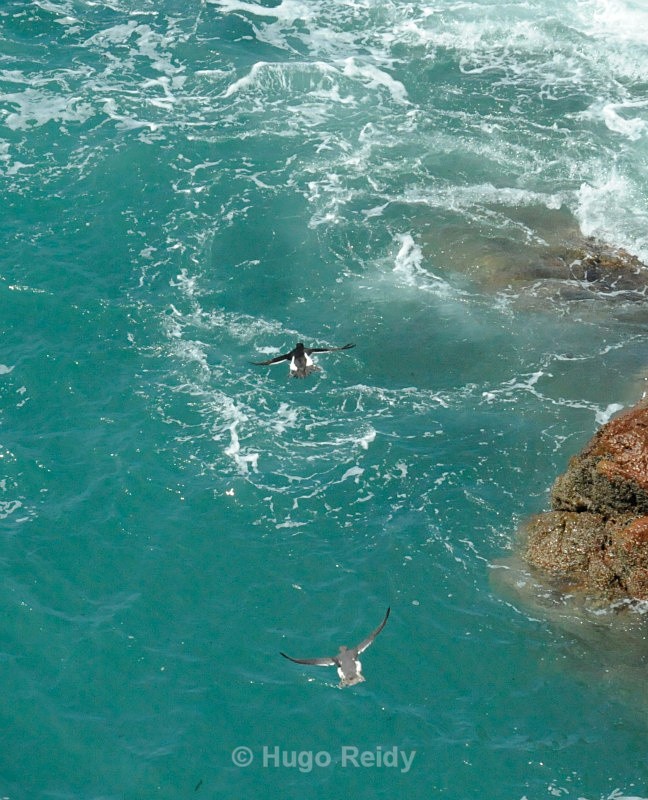  - Saltee Islands Birdlife