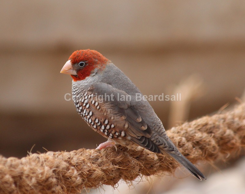 Finch - Birds