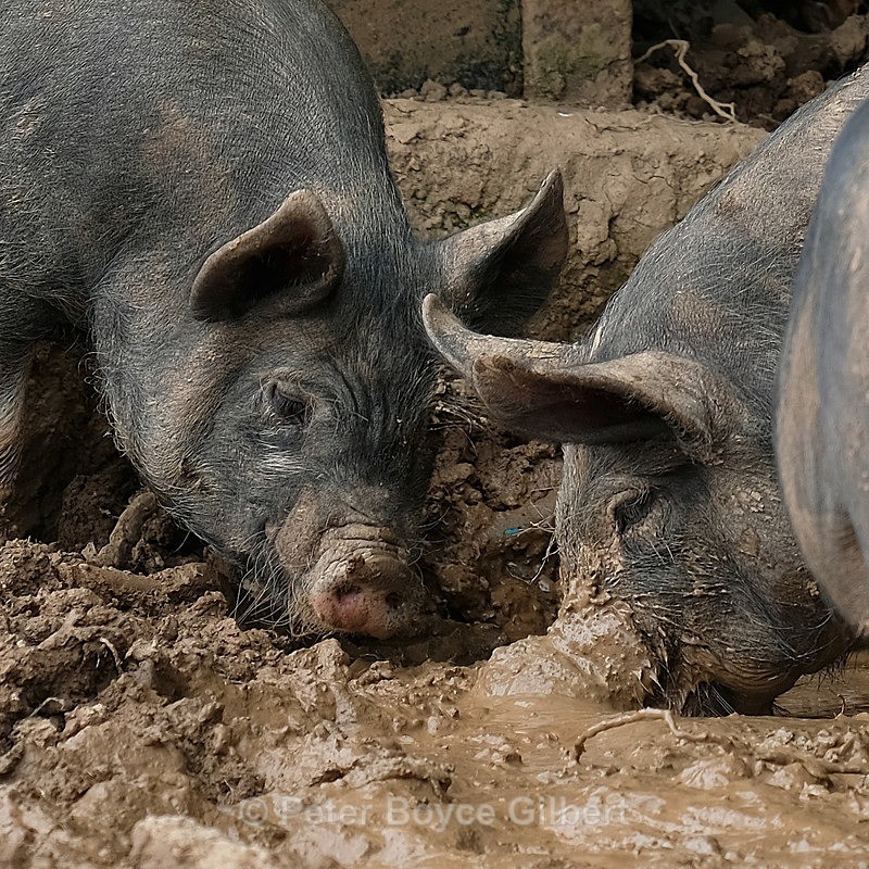 Pigs - Flora & Fauna