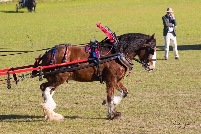 Harness Driving Challenge 35. 0A3A9521 - 2025 Senic Rim Clydesdale Spectacular