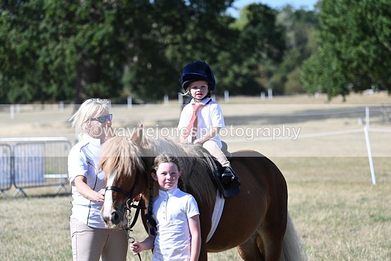 WJ7_1636 - Class 42 Most Handsome Gelding