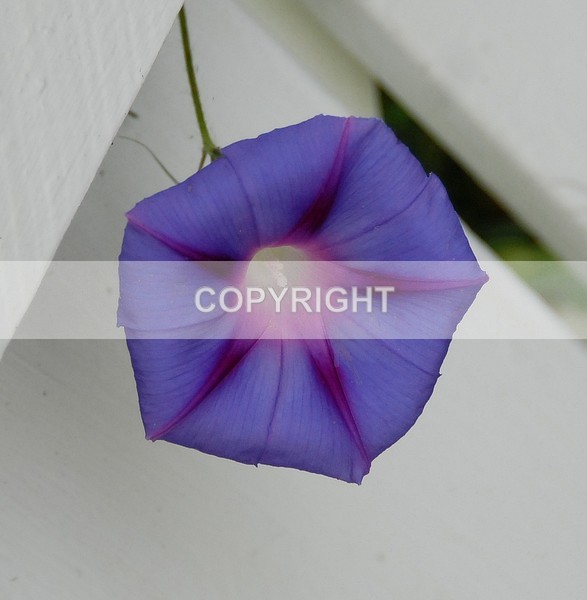 Morning Glory - ADSC-0024 - The Flower Shop