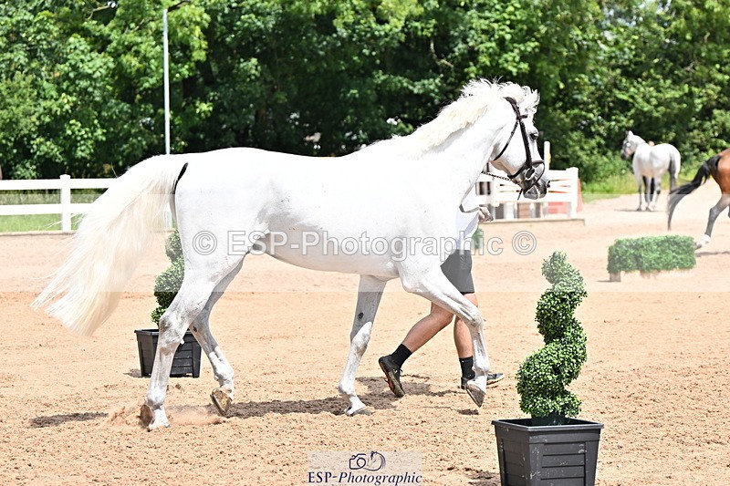 240718A-105306-01571 - Trot Up 1pm to 2pm