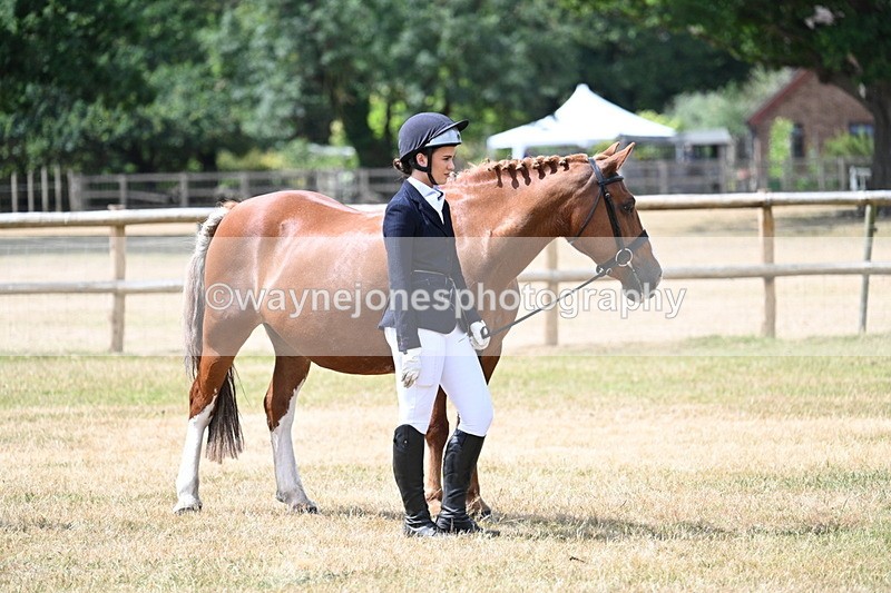 WJ7_1921 - Class 4a Prettiest Mare 14.2hh and over hand