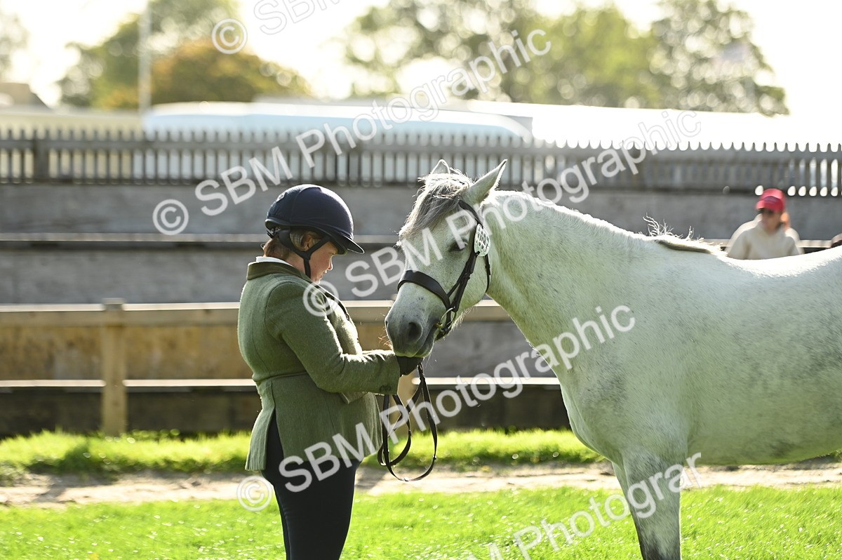 SBM_15981 - S1 - TSR in Hand Horse & Pony Showing